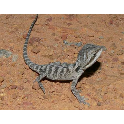 Карликовая агама (Pogona minor)