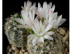 Gymnocalycium bruchii v.susannae HGR 019 - 5 семян