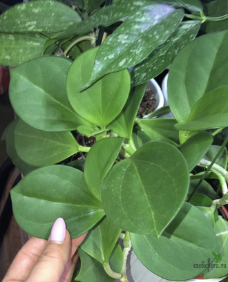 Hoya pachyclada white flowers