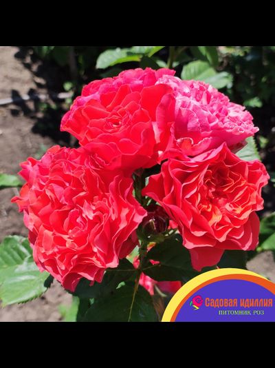 Леди оф Белград (Lady of Belgrade)