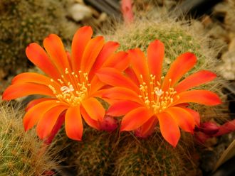 Rebutia senilis (оранж. цв.)4 - 5 семян