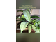 Hoya AH 074 silver