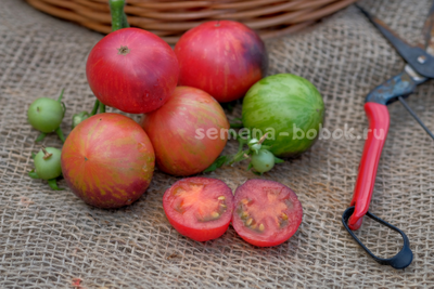 Томат Dwarf Gondwana Lightning (Гном Гондвана Молния), 10 шт