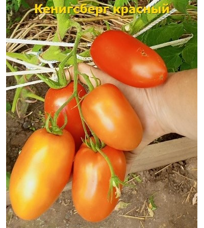 Томат Кенигсберг красный