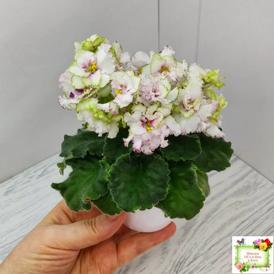 АВ-Любимая Игрушка (Фиалковод) 2015 г.