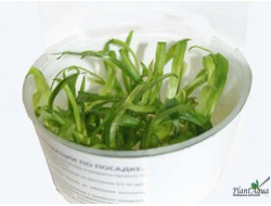 Эхинодорус квадрикостатус