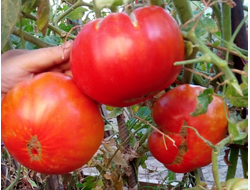 Томат Нонна Антонина (Nonna Antonina)