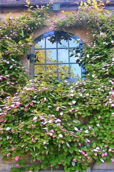 Актинидия Адам (муж.)