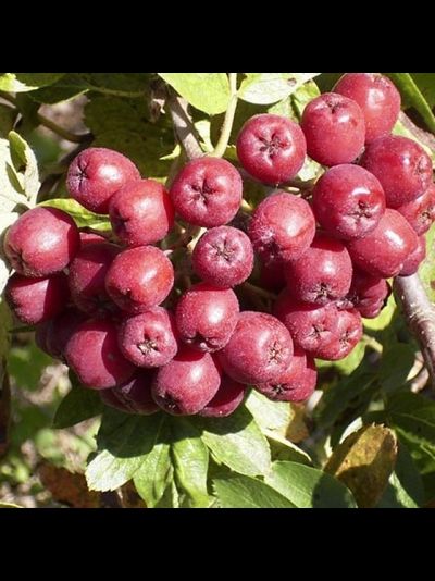 Титан (рябина), 3года, ЗКС