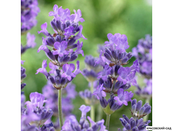 Лаванда узколистная - Angustifolia