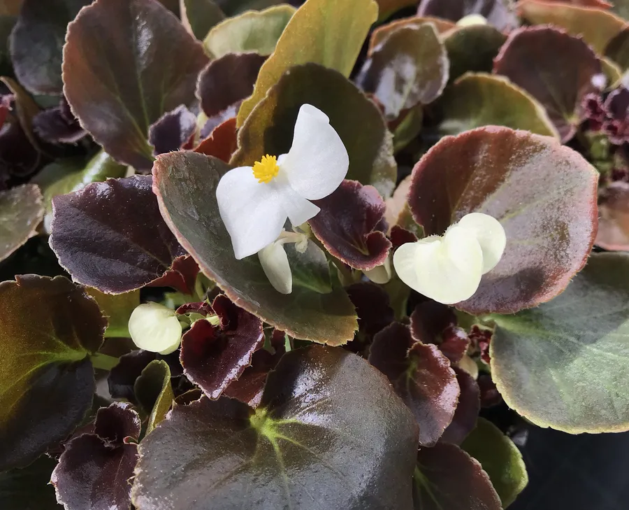 Бегония вечноцветущая