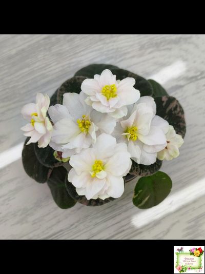 Golden Eye (S. Sorano)