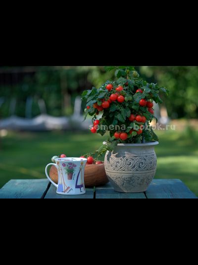 Томат Красная Шапочка, 10 шт