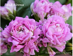 Пеларгония DiaZ Sirena