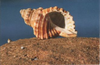 Морская ракушка