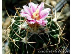 Echinofossulocactus  hookeri - 5 семян