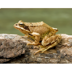 Травяная лягушка, или обыкновенная лягушка (Rana temporaria)