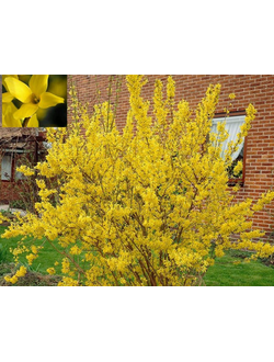 Форзиция промежуточная Lynwood