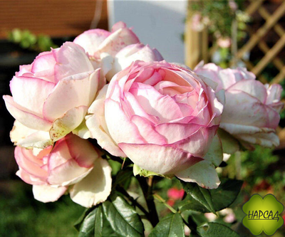 РОЗА МЕЙЯН ЧАЙНО-ГИБРИДНАЯ "ОНОРЕ ДЕ БАЛЬЗАК" (Honor de Balzac)