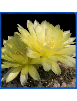 Gymnocalycium andreae P 199