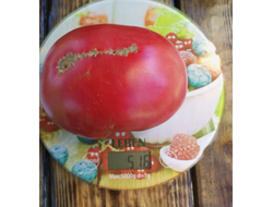 Томат Топтыгин