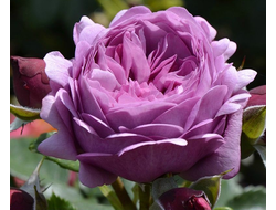 Тельма (Rosa Rose Thelma) Весна