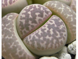 Lithops naureeniae (Литопс Норин)