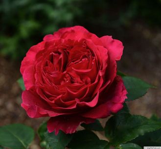 Хитклиф (Heathcliff) роза, ЗКС