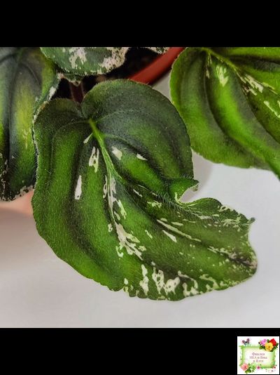 LV-БИГ (Л. Шевелева) 2024 г. трейлер (пасынок сорт посажен 15.08.25)