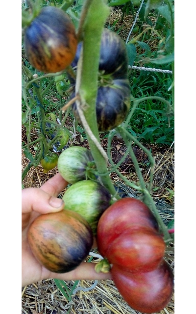 Томат Rebel Starfighter Prime (Мятежный звездный истребитель)