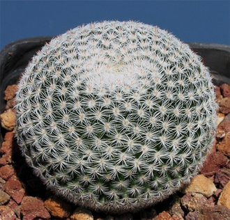 Mammillaria Microthele Superfina - Маммиллярия микротеле Суперфина, кактус с совиным глазом