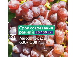 Подарок Винокурову