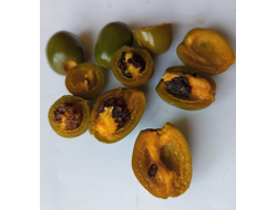 Перец острый Rocoto Mini Olive (Мини олива Рокото)