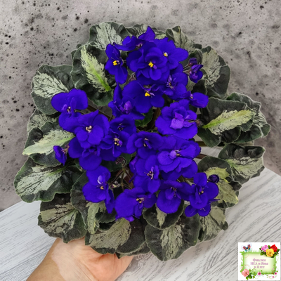 Harmony's Little Stinker (Harmony) листовая химера (пасынок сорт укоренённый)