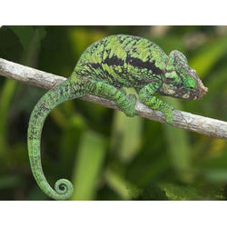 Хамелеон глобифер (Calumma globifer)