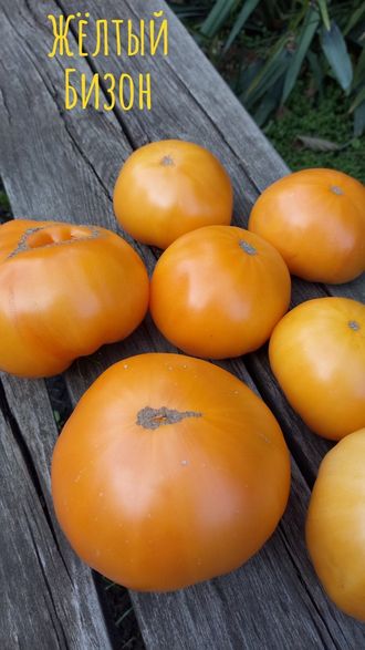 семена томаты "Жёлтый Бизон"