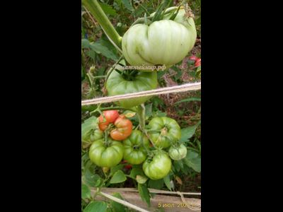 Томат Ник Харп Особенный (Nick Harp's Special, Германия)