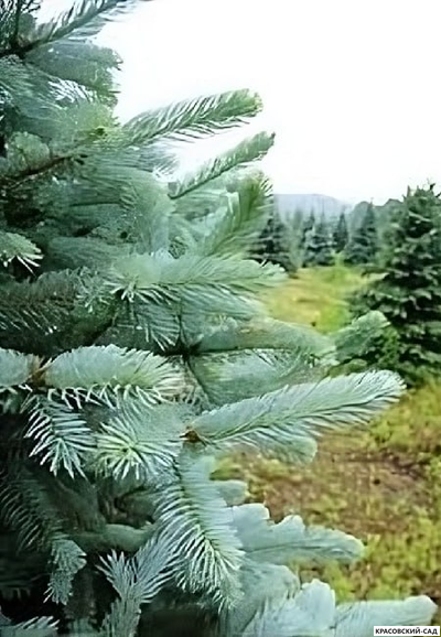 Ель колючая Аризона Кейбаб