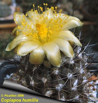 Copiapoa humilis (Koehres) - 5 семян