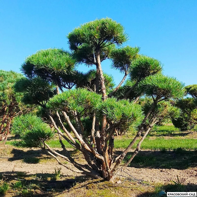 Ниваки - Бонсай садовый сосна Ватерери - Watereri