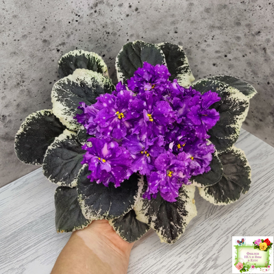 ВаТ-Шоколадное Настроение (Т. Валькова) 2019 г.