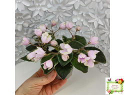 ЛЕ-Ландыши (Е. Лебецкая) 2020 г. (пестролистный лонг)