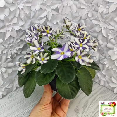 7 Белок (Калгины) химера (стартер сорт)