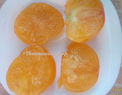 Томат Азочка (Azoychka)