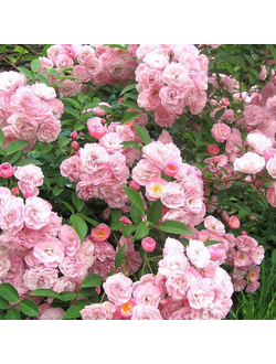 Хэвенли Пинк (Heavenly Pink)