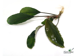 Буцефаландра Green Broad Leaf