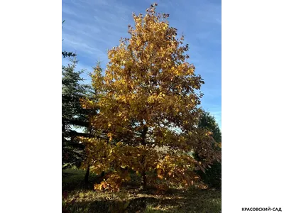 Дуб красный