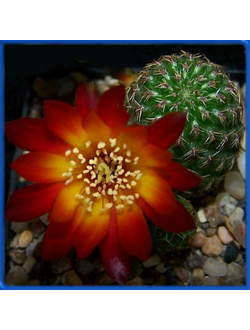 Sulcorebutia canigueralii LH 1051
