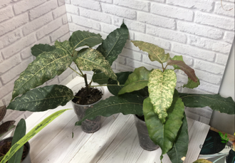 Ficus Altissima ‘New Clon’ / фикус алтиссима нью клон