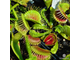 Dionaea muscipula Trichterfalle (Funnel trap)